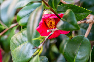 Camellia japonica pertenece a la familia de Theaceae.