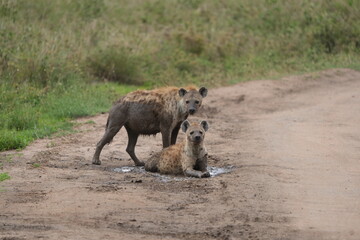 Female Hyenas Cooling Off in Mud Puddle, Serengeti National Park, Tanzania