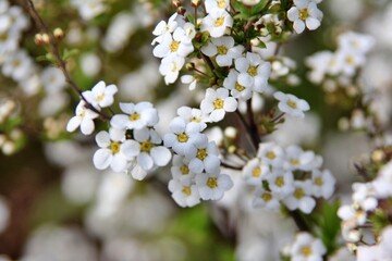 Obraz premium 가는잎조팝나무,식물