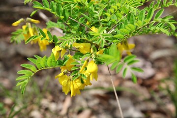 식물,개느삼나무