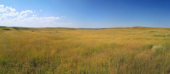 Fototapeta premium Expansive grassland under a clear summer sky providing ample opportunity for text placement and showcasing natural beauty.