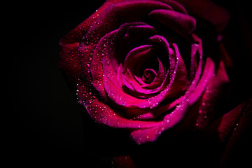 Fully open red rose on black background