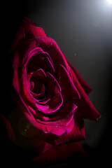 Fully open red rose on black background