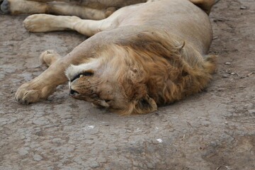 Male Lion Resting Peacefully on Dry Earth in Serengeti National Park, Tanzania