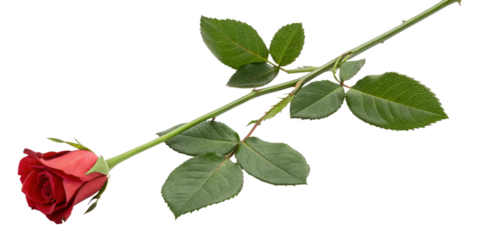 A single red rose lies diagonally across the frame, with a full bloom, long stem of leaves, and thorns, isolated on a white background. Perfect for romantic, floral, or nature-themed designs. 