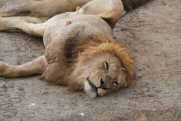 Male Lion Resting Peacefully on Dry Earth in Serengeti National Park, Tanzania