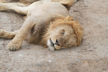 Male Lion Resting Peacefully on Dry Earth in Serengeti National Park, Tanzania
