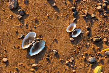 freshwater mussel, swan mussel wings on the stone bank of an autumn river in the sand and gravel 