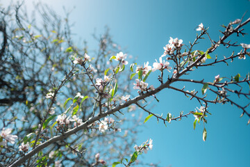 Almond Blossom in Santiago del Teide – Tenerife’s February Bloom