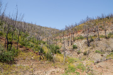 June 2024, mountainous scenery in North Evia with many burnt trees, three years after the disastrous wildfire of August 2021 