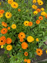 yellow and orange flowers growing outside