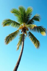 Obraz premium Palm tree swaying gently in a warm breeze under blue sky, tree, nature, leafy
