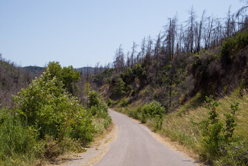 June 2024, mountainous scenery in North Evia with many burnt trees, three years after the disastrous wildfire of August 2021 