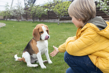 Little owner, boy teaches his young red, white and brown beagle dog to obey by telling the command...