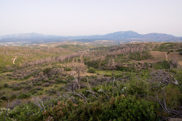 June 2024, mountainous scenery in North Evia with many burnt trees, three years after the...