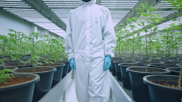 laboratory grower in white suit walking along the weed farm aisles, cannabis plantation room, weed farm quality control, cannabis industry, collect data working in the cannabis sativa indica indoor