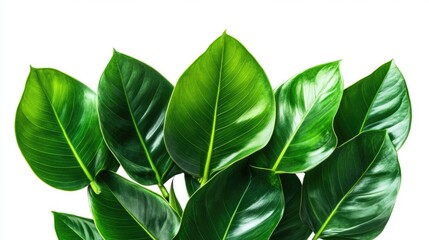 Obraz premium Lush green leaves against a white background highlighting natural beauty and symmetry with ample space for text or branding elements