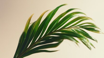 Fototapeta premium Fresh tropical green palm branch in sunlight, leaf show on blank clean cream white background for luxury nature organic cosmetic, skincare, beauty treatment product display 3D banner