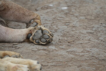 close up of toe beans (digital pads) of a male lion in the serengeti national park safari, male lion paw