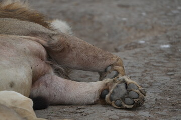 close up of toe beans (digital pads) of a male lion in the serengeti national park safari, male lion paw