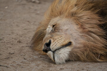 Naklejka premium close up portrait of a sleeping male lion in the serengeti national park 