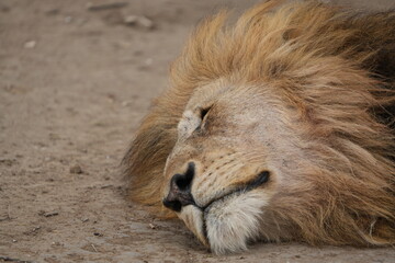 close up portrait of a sleeping male lion in the serengeti national park 