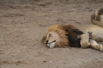 close up portrait of a sleeping male lion in the serengeti national park 