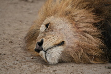 close up portrait of a sleeping male lion in the serengeti national park 