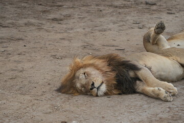 portrait of a male sleeping lion in serengeti national park tanzania