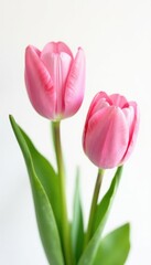 Fototapeta premium Delicate pink tulip blooms in white background, flowers, pink, spring