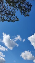 Clear blue sky with white clouds and pine tree.
