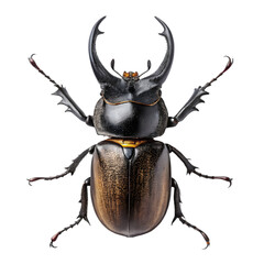 Rhinoceros Beetle in isolate white background