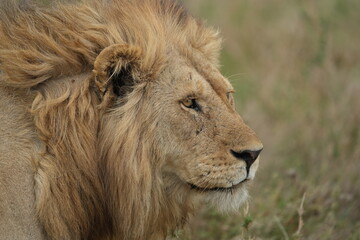 portrait of a male lion