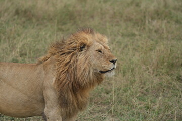 Obraz premium portrait of a male lion in the serengeti national park tanzanie, lion lookiing to the right
