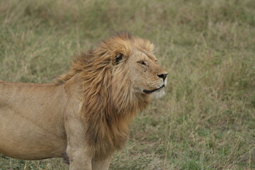 portrait of a male lion in the serengeti national park tanzanie, lion lookiing to the right