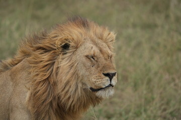 portrait of a male lion blinking
