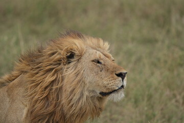 portrait of a male lion