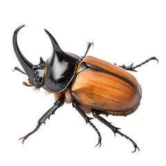 Rhinoceros Beetle in isolate white background