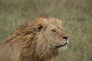 portrait of a male lion