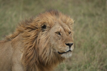 portrait of a male lion