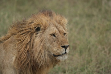portrait of a male lion