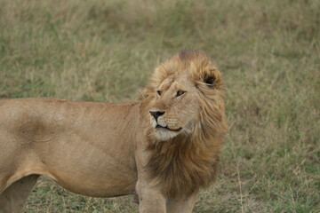 portrait of a male lion wallpaper headshot majestic serengeti national park tanzania