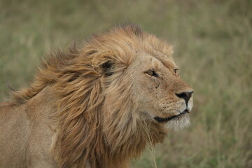 wallpaper portrait of a male lion in the serengeti national park, head shot, alpha male, mane
