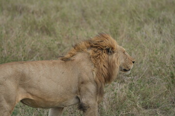portrait of a male lion wallpaper headshot majestic serengeti national park tanzania