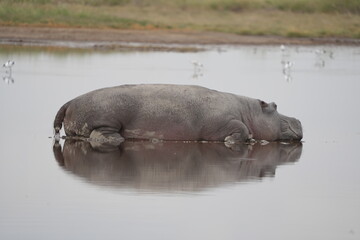Fototapeta premium hippo (hippopotamus) laying on the water with a perfect mirror reflection in the serengeti national park in dry season tanzania safari