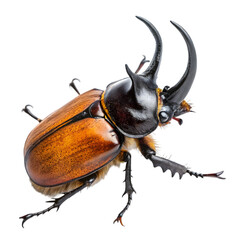 Rhinoceros Beetle in isolate white background