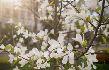 Blooming magnolia flowers in spring time
