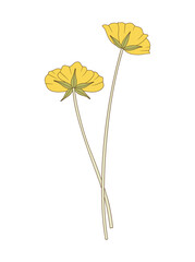 Bouquet of two yellow flowers. Bunch of blooming perennial wild plants. Botanical hand-drawn elements for design projects. Vector illustration