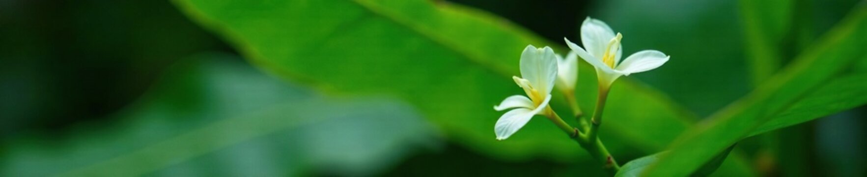 Banana leaf surface with delicate white flower buds, tropical forest, erva de passarinho Struthanthus flexicaulis germination, epiphyte