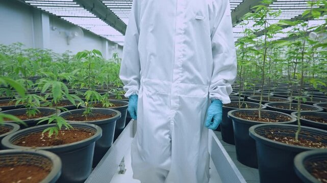Scientist expert in white suit walking along the plantation aisles, cannabis plantation farm, weed farm quality control, cannabis industry, collect data working in the cannabis sativa indica indoor